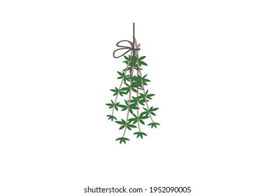 Thyme herb Vector illustration isolated on white background
