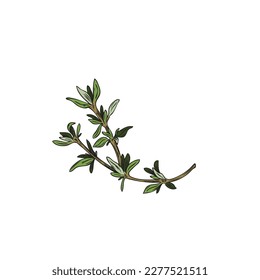 Thyme herbal aroma plant single branch with green leaves for food and thyme oil packaging design, hand drawn sketch vector illustration isolated on white background.