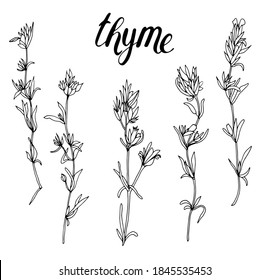 Hierbas de tomate. Arte de línea. Fondo blanco, aislamiento. Sacar acciones. Lettering - Thyme.