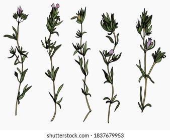 Thyme herbs set. White background, isolate. Stock illustration.