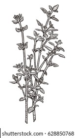 Thyme Illustration, Drawing, Engraving, Ink, Line Art, Vector