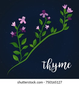 Thyme. Image of herbs. can be used in medicine and cosmetic medicine