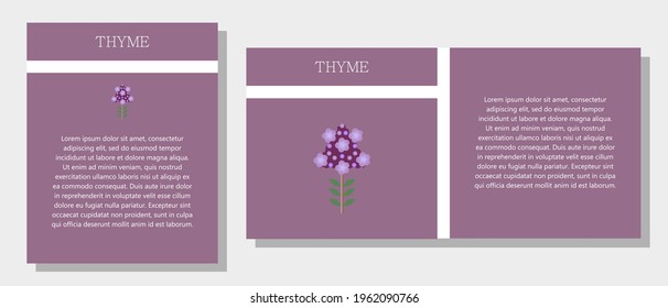Thyme. Information banner or tag in two designs. Description and useful properties of thyme. Template for essential oil, spices. Brochure with empty space for text.