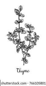 Thyme ink sketch. Isolated on white background. Hand drawn vector illustration. Retro style.