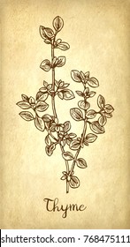 Thyme ink sketch on old paper background. Hand drawn vector illustration. Retro style.