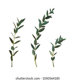 Thyme leaf green vector isolated medicinal set of leaves for the design of bouquets and cards Branch of plants Spicy grass