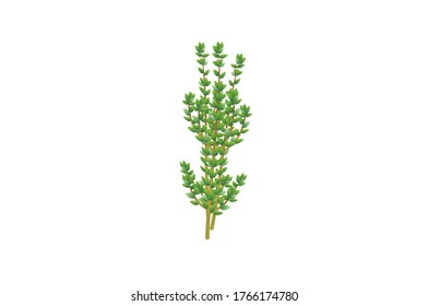 Thyme deja ilustración vectorial aislada en fondo blanco