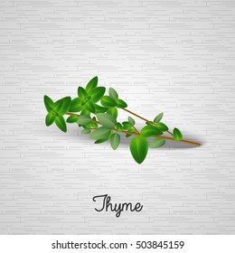 Thyme Leaves.Vector Illustration