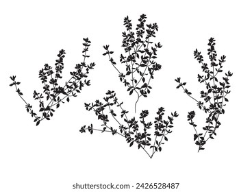Thyme, linear graphic drawing. Vector illustration