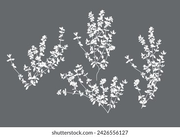 Thyme, linear graphic drawing. Vector illustration