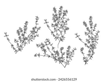 Thyme, linear graphic drawing. Vector illustration