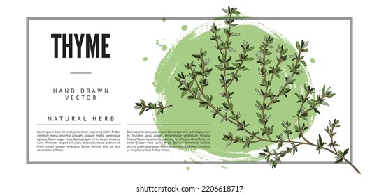 Thyme natural spicy herb and aromatic plant label or banner, hand drawn vector illustration on white background. Banner template with branch of thyme.