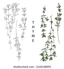 Thyme pattern in color and without color. Healthy, organic, natural food and products. 
Vector for menu, restaurant, food and kitchen design.