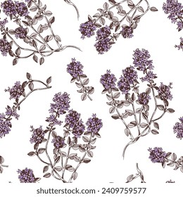 Thyme plant hand drawn seamless pattern
