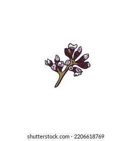 Thyme purple flower, hand drawn colored sketch vector illustration isolated on white background. Organic botanical element with retro engraving texture.