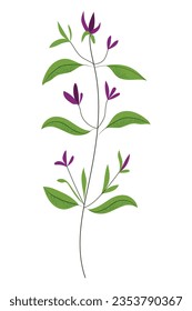 Thyme or sage plant, hand drawn vector illustration in flat design