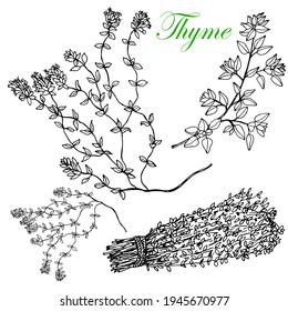 Thyme. Set. Branch, branch. Stock black and white illustration. Hand drawing. Sketch. Isolated over white background. For packaging and labeling of spices and herbs, vegan menus, natural products.