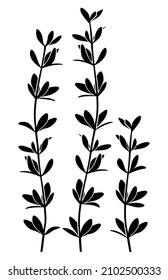 Thyme. Set of three black vector silhouettes of thyme aromatic seasoning sprigs isolated on white background.