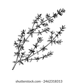 Thyme sketch. Apothecary plant, kitchen herbs drawing. Herbal remedies, medicinal plant, natural medicine hand-drawn vector illustration. NOT AI genereted