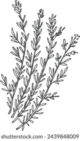 Thyme sketch. Hand drawn herb. Botanical illustration