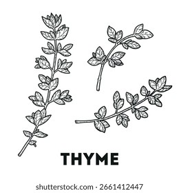 Thymian-Skizze. Handgezeichnete Vektorgrafik. Gewürz in der Küche. KEINE KI erzeugt.