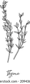 Thyme. Sketchy hand-drawn vector illustration.