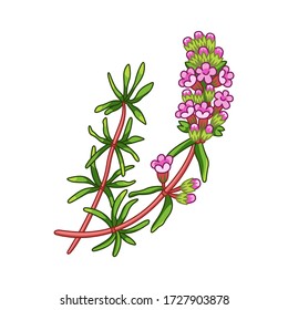 Thyme spice vector realistic colored botanical illustration. Product to prepare delicious and healthy food. Isolated on white background.