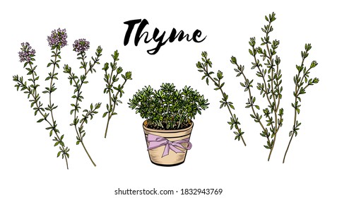 Thyme sprigs and leaves hand drawn culinary herbs and spices. Thyme pot colorful sketch vector illustration