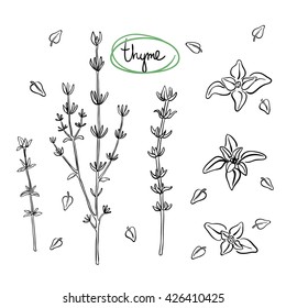 Thyme sprigs and leaves/ Hand drawn culinary herbs and spices/ Thyme parts sketch collection/ Black outline on white background/ Vector illustration