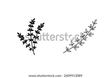 Thyme Twig Silhouette And Outline Botanical Illustration For Food And Herb Designs