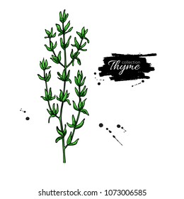 Thyme vector drawing. Isolated thyme plant with leaves. Herbal illustration. Detailed organic product sketch. Cooking spicy ingredient