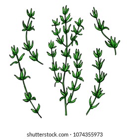 Thyme vector drawing. Isolated thyme plant with leaves. Herbal  illustration. Detailed organic product sketch. Cooking spicy ingredient