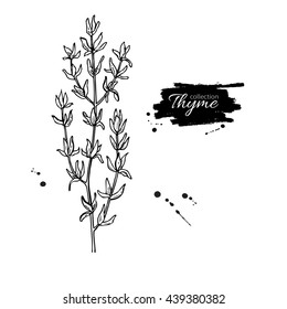 Thyme Vector Drawing. Isolated Thyme Plant With Leaves. Herbal Engraved Style Illustration. Detailed Organic Product Sketch. Cooking Spicy Ingredient