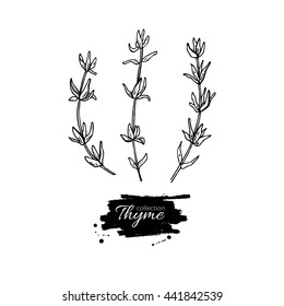 Thyme Vector Drawing Set. Isolated Thyme Plant And Leaves. Herbal Engraved Style Illustration. Detailed Organic Product Sketch. Cooking Spicy Ingredient