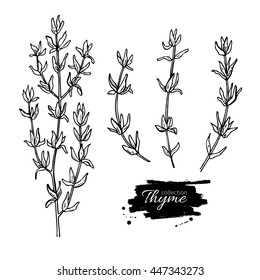 Thyme vector drawing set. Isolated thyme plant and leaves. Herbal engraved style illustration. Detailed organic product sketch. Cooking spicy ingredient