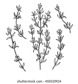 Thyme Vector Drawing Set. Isolated Thyme Plant And Leaves. Herbal Engraved Style Illustration. Detailed Organic Product Sketch. Cooking Spicy Ingredient