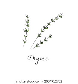 Thyme vector flat illustration. Herbs vector object isolated on white background. Kitchen herbs and spices banner