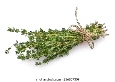 Thyme. Vector illustration.