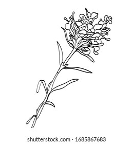 Thyme vector illustration. Black and white floral vector illustration of a wild flower