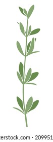 Thyme. Vector illustration of a green sprig of a thyme with leaves isolated on a white background.