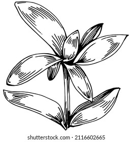Thyme vector isolated plant with leaves. Herbal engraved style illustration. Detailed organic product sketch.The best for design logo, menu, label, icon, stamp.