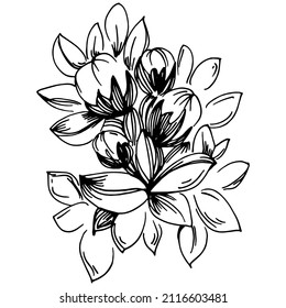 Thyme vector isolated plant with leaves. Herbal engraved style illustration. Detailed organic product sketch.The best for design logo, menu, label, icon, stamp.