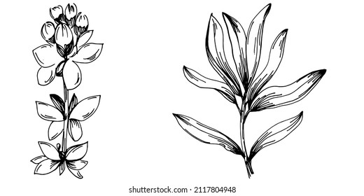Thyme vector isolated plant with leaves. Herbal engraved style illustration. Detailed organic product sketch.The best for design logo, menu, label, icon, stamp.
