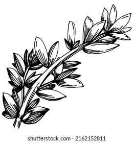 Thyme vector isolated plant with leaves. Herbal engraved style illustration. Detailed organic product sketch.The best for design logo, menu, label, icon, stamp.