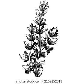 Vector de tomillo de planta aislada con hojas. Ilustración de estilo con grabado de hierbas. Esbozo detallado del producto orgánico.El mejor para el diseño logotipo, menú, etiqueta, icono, sello.