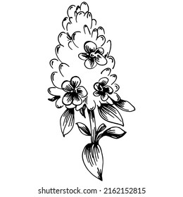 Thyme vector isolated plant with leaves. Herbal engraved style illustration. Detailed organic product sketch.The best for design logo, menu, label, icon, stamp.