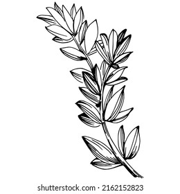Thyme vector isolated plant with leaves. Herbal engraved style illustration. Detailed organic product sketch.The best for design logo, menu, label, icon, stamp.