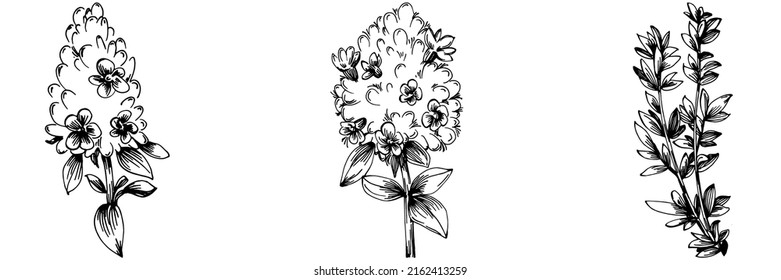 Vector de tomillo de planta aislada con hojas. Ilustración de estilo con grabado de hierbas. Esbozo detallado del producto orgánico.El mejor para el diseño logotipo, menú, etiqueta, icono, sello.