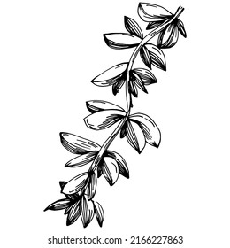 Thymian Vektor einzeln Pflanze mit Blättern. Kräutergravur Stilgrafik. Detaillierte Bio-Produktskizze.Das Beste für Design-Logo, Menü, Label, Icon, Stempel.
