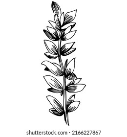 Thymian Vektor einzeln Pflanze mit Blättern. Kräutergravur Stilgrafik. Detaillierte Bio-Produktskizze.Das Beste für Design-Logo, Menü, Label, Icon, Stempel.